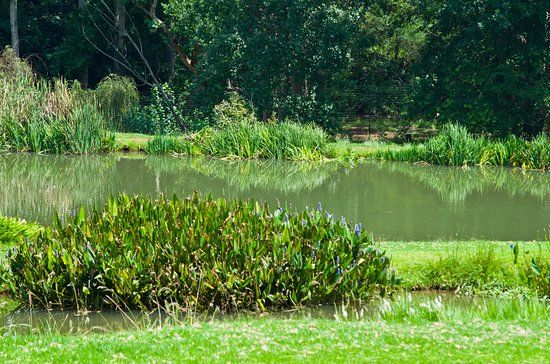 Brookwood Estate Trout Farm